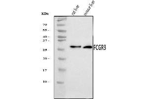 Western blot analysis of CD16/Fcgr3 using anti-CD16/Fcgr3 antibody (ABIN7601253).