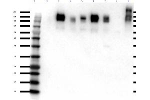 Western Blot of Rabbit anti-ZO-1 antibody Western Blot of Rabbit Anti-ZO-1 Antibody. (TJP1 anticorps)