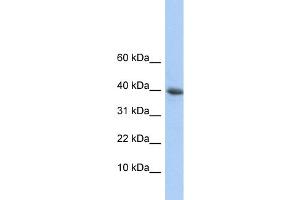WB Suggested Anti-POLR2I Antibody Titration:  0. (POLR2I anticorps  (N-Term))