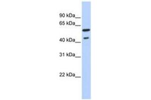 Image no. 1 for anti-Thyroid Hormone Receptor, beta (THRB) (C-Term) antibody (ABIN6742740) (THRB anticorps  (C-Term))