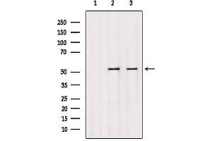 Western blot analysis of extracts from various samples, using DMAP1 Antibody. (DMAP1 anticorps  (Internal Region))