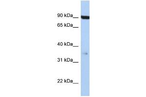 WB Suggested Anti-FAS Antibody Titration: 0. (FAS anticorps  (Middle Region))
