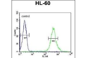 CRIP1 Antibody (C-term) (ABIN650905 and ABIN2839990) flow cytometric analysis of HL-60 cells (right histogram) compared to a negative control cell (left histogram). (CRIP1 anticorps  (C-Term))