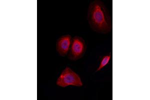 ABIN6257777 and ABIN6274977 staining Hela by IF/ICC.