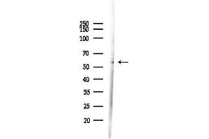 Western blot analysis of lysates from HepG2 cells(heat-shock,45 min treatment), using RPC3 Antibody at 1/1000 dilution.
