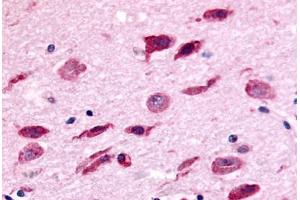 Anti-NEK9 antibody  ABIN1049092 IHC staining of human brain.