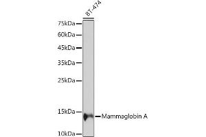 Western blot analysis of extracts of BT-474 cells, using Mammaglobin A Rabbit mAb (ABIN7270186) at 1:1000 dilution.
