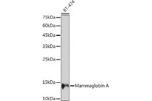 Western blot analysis of extracts of BT-474 cells, using Mammaglobin A Rabbit mAb (ABIN7270186) at 1:1000 dilution. (Mammaglobin A anticorps)