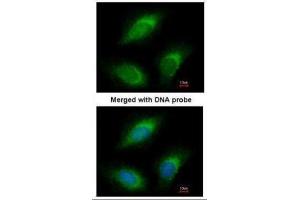 ICC/IF Image Immunofluorescence analysis of paraformaldehyde-fixed HeLa, using RGL2, antibody at 1:200 dilution.
