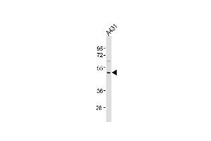 Anti-P23A Antibody (C-Term)at 1:1000 dilution + A431 whole cell lysates Lysates/proteins at 20 μg per lane. (MMP23A anticorps  (AA 328-362))