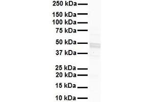 WB Suggested Anti-GJC2 antibody Titration: 1 ug/mL Sample Type: Human liver
