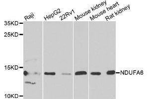 Western blot analysis of extracts of various cell lines, using NDUFA6 antibody.