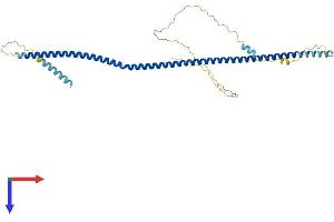 AlphaFold protein structure predicition of Mouse Recombinant Dtnbp1 Protein, UniprotID Q91WZ8