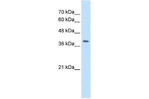 WB Suggested Antibody Titration:  2. (STRAP anticorps  (C-Term))