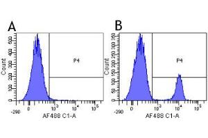 Flow-cytometry using anti-CD19 antibody HD37   Human lymphocytes were stained with an isotype control (panel A) or the rabbit-chimeric version of HD37 ( panel B) at a concentration of 1 µg/ml for 30 mins at RT. (Recombinant CD19 anticorps)