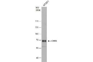 WB Image CHFR antibody detects CHFR protein by western blot analysis. (CHFR anticorps  (C-Term))