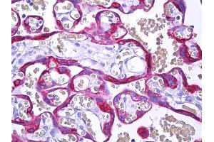 Anti-MFGE8 / MFG-E8 antibody IHC of human placenta, trophoblast. (MFGE8 anticorps)