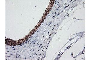 Image no. 1 for anti-Chromosome 2 Open Reading Frame 62 (C2orf62) antibody (ABIN1497053) (C2orf62 anticorps)