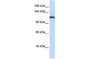 Western Blotting (WB) image for anti-Phospholipase A2, Group IVB (Cytosolic) (PLA2G4B) antibody (ABIN2458326) (PLA2G4B anticorps)