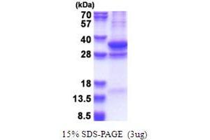 SDS-PAGE (SDS) image for COP9 Signalosome Complex Subunit 7a (COPS7A) (AA 1-275) protein (His tag) (ABIN5853667) (COPS7A Protein (AA 1-275) (His tag))