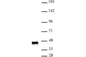SMARCB1 antibody (mAb) (Clone 2C2) tested by Western blot. (SMARCB1 anticorps)