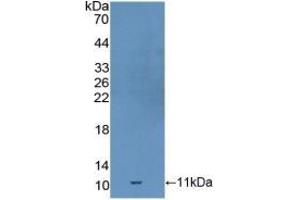 Detection of Recombinant GDF10, Mouse using Polyclonal Antibody to Growth Differentiation Factor 10 (GDF10) (GDF10 anticorps  (AA 339-477))