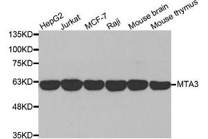 Western blot analysis of extracts of various cell lines, using MTA3 antibody. (MTA3 anticorps  (AA 40-330))
