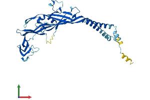 AlphaFold protein structure predicition of Human Recombinant P2RX4 Protein, UniprotID Q99571