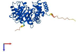 AlphaFold protein structure predicition of Mouse Recombinant Npl Protein, UniprotID Q9DCJ9