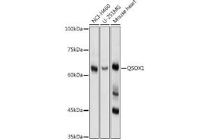 Western blot analysis of extracts of various cell lines, using QSOX1 antibody (ABIN1682419, ABIN3018481 and ABIN7101617) at 1:1000 dilution. (QSOX1 anticorps)