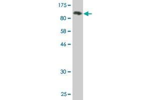 Western Blot detection against Immunogen (91.