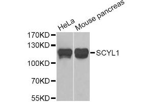 Western blot analysis of extracts of various cell lines, using SCYL1 Antibody (ABIN5974072) at 1/1000 dilution. (SCYL1 anticorps)