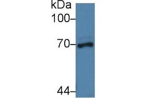 Western blot analysis of Pig Liver lysate, using Human NUP62 Antibody (3 µg/ml) and HRP-conjugated Goat Anti-Rabbit antibody ( (NUP62 anticorps  (AA 186-432))