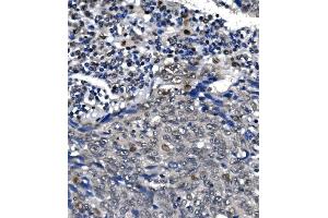 IHC analysis of POLR2A using anti-POLR2A antibody (ABIN7599598). (POLR2A/RPB1 anticorps  (AA 10-321))