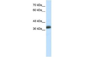 SAP30BP antibody used at 5 ug/ml to detect target protein. (SAP30BP anticorps  (C-Term))