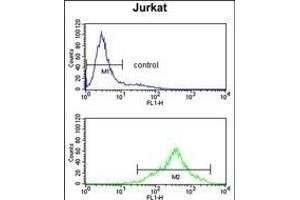 CS Antibody (N-term) (ABIN653334 and ABIN2842822) flow cytometry analysis of Jurkat cells (bottom histogram) compared to a negative control cell (top histogram). (CSPP1 anticorps  (N-Term))