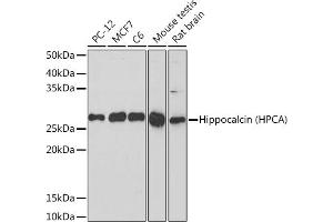 Western blot analysis of extracts of various cell lines, using Hippocalcin (HPCA) (HPCA) Rabbit mAb (ABIN7267653) at 1:1000 dilution. (Hippocalcin anticorps)