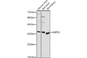 Western blot analysis of extracts of various cell lines, using G6PC3 antibody (ABIN7267401) at 1:1000 dilution. (G6PC3 anticorps  (AA 50-150))