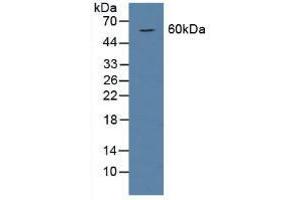 Figure. (BMP6 anticorps  (AA 375-502))