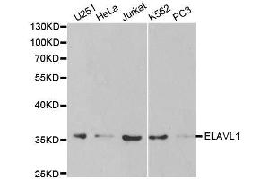 Western blot analysis of extracts of various cell lines, using ELAVL1 antibody.