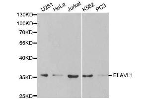 Western blot analysis of extracts of various cell lines, using ELAVL1 antibody. (ELAVL1 anticorps  (AA 1-326))