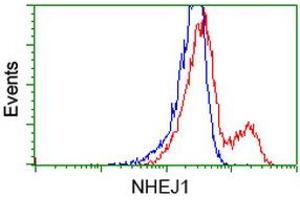 HEK293T cells transfected with either RC203393 overexpress plasmid (Red) or empty vector control plasmid (Blue) were immunostained by anti-NHEJ1 antibody (ABIN2453925), and then analyzed by flow cytometry. (NHEJ1 anticorps)