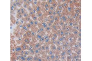 IHC-P analysis of Mouse Tissue, with DAB staining. (COL2A1 anticorps  (AA 677-817))