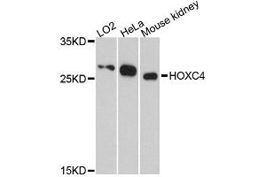 Western blot analysis of extracts of various cell lines, using HOXC4 antibody (ABIN5996490) at 1:3000 dilution. (HOXC4 anticorps)