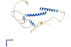 AlphaFold protein structure predicition of Human Recombinant MYF5 Protein, UniprotID P13349