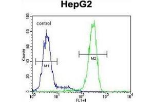 Flow cytometric analysis of HepG2 cells using LRRC40 Antibody (C-term) Cat. (LRRC40 anticorps  (C-Term))