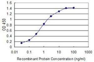 anti-Immunoglobulin kappa Constant (IGKC) (AA 1-236) antibody