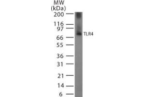 Image no. 3 for anti-Toll-Like Receptor 4 (TLR4) (AA 418-435) antibody (ABIN208630) (TLR4 anticorps  (AA 418-435))