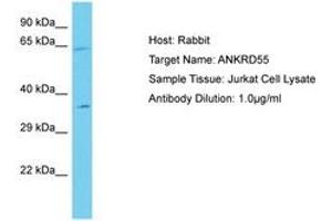 Image no. 1 for anti-Ankyrin Repeat Domain 55 (ANKRD55) (AA 317-366) antibody (ABIN6750677) (ANKRD55 anticorps  (AA 317-366))