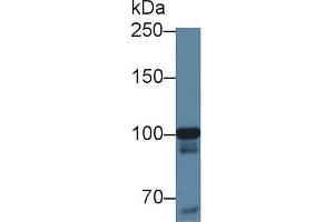 Western Blot; Sample: Human Hela cell lysate; Primary Ab: 1µg/ml Rabbit Anti-Human MARS Antibody Second Ab: 0. (MARS anticorps  (AA 74-198))